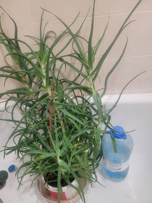 Комнатные цветы Алоэ столетник сатылады продаю