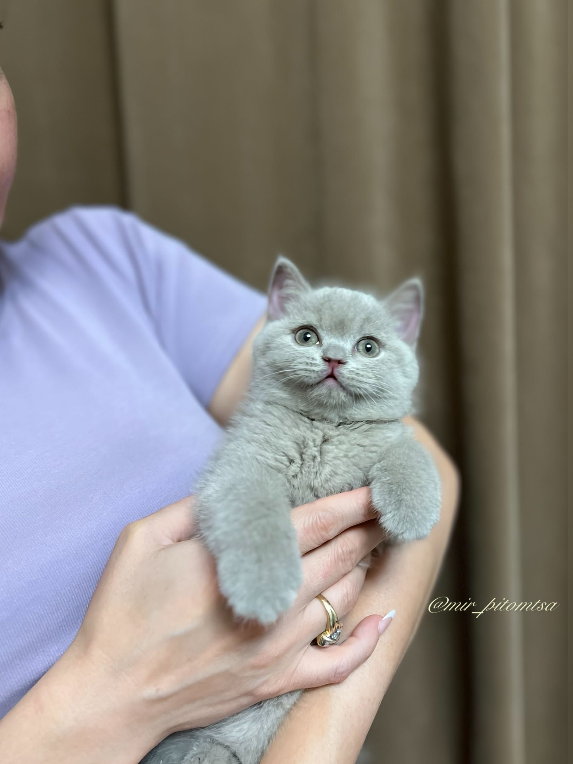 British shorthair-Британский котенок.