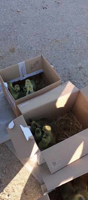 Boboci  gîsca leșeasca Pitești