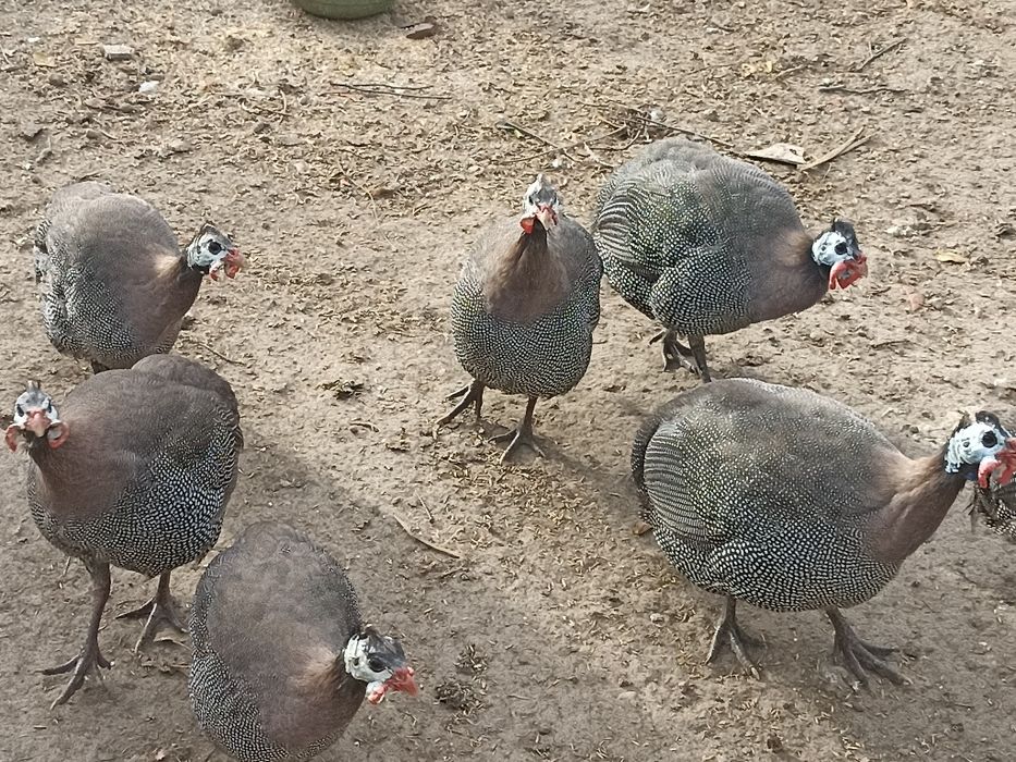 Vand bibilici 8 luni/100ron bucata