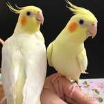 CORELLA qush sotiladi arzon