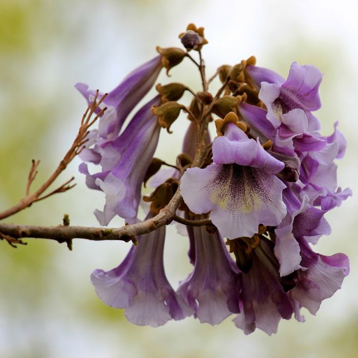 Pomi ornamentali  paulownia cu flori roz