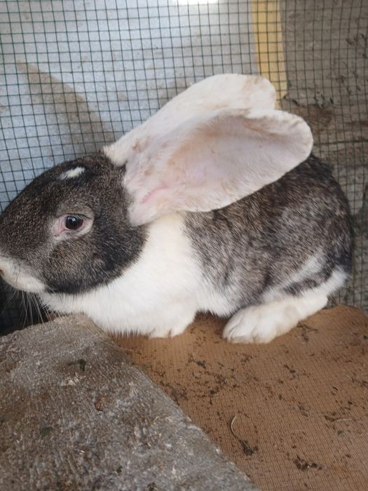 Zotlik quyonlar sotiladi