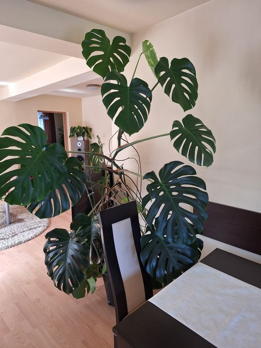 Monstera Deliciosa Variegata planta de interior