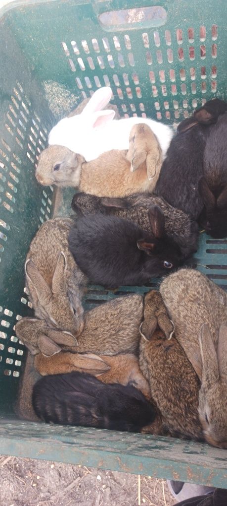 Vând iepurași de 2 luni