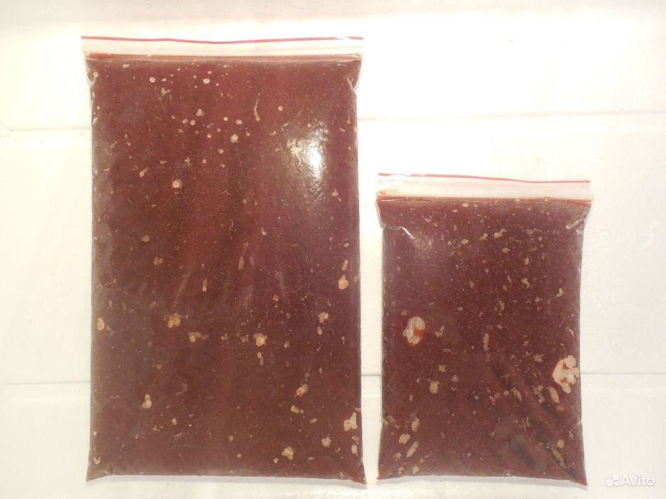 Продам   - аулофорус ( замороженный )