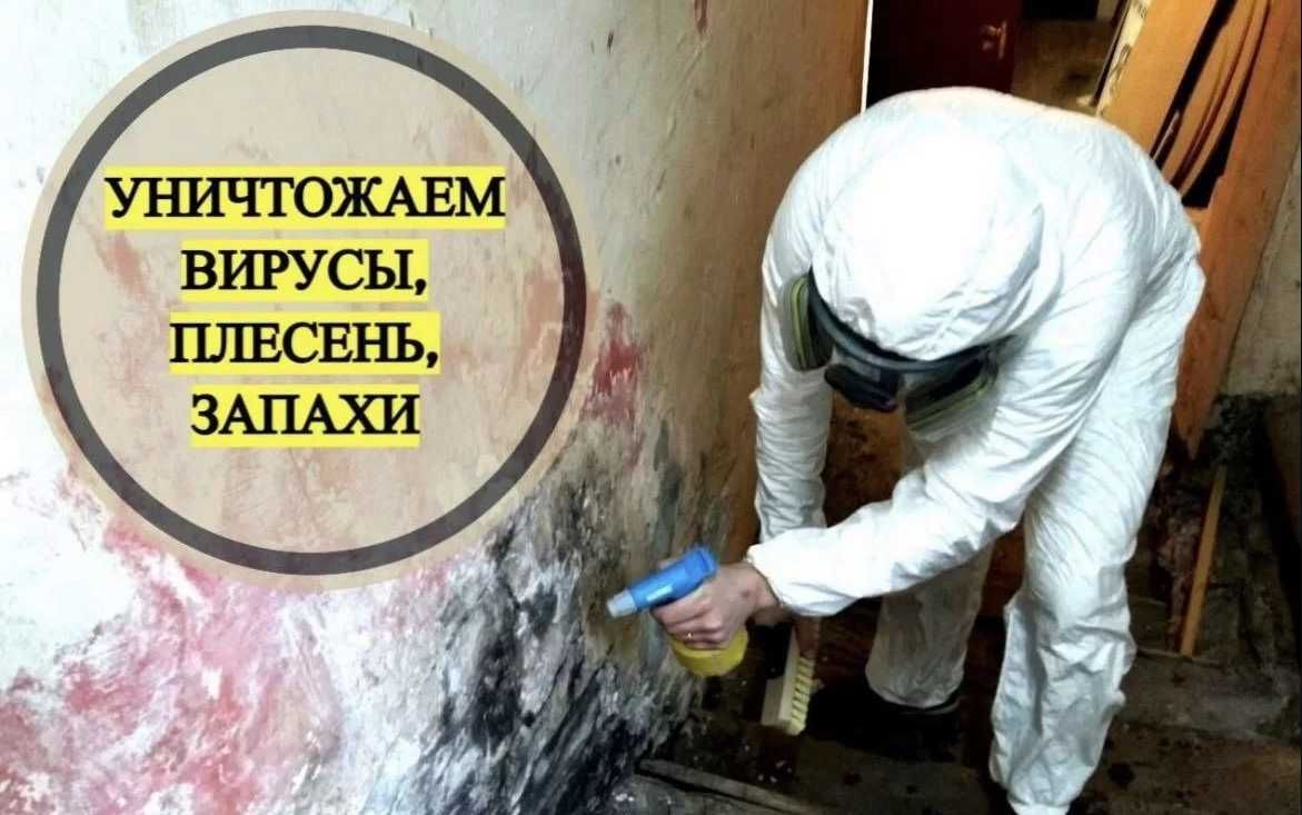 Чивин пашша илон кана клоп клапа чимоли ари сичкон каламуш Дезинфекция