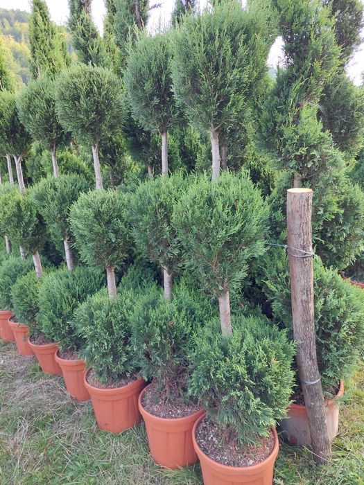 •Vand tuia de orice specie la preț minim
•Livrez plante ornamentale în