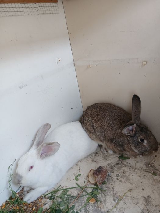 Quyonlar sotiladi narxi 500 ming jupi