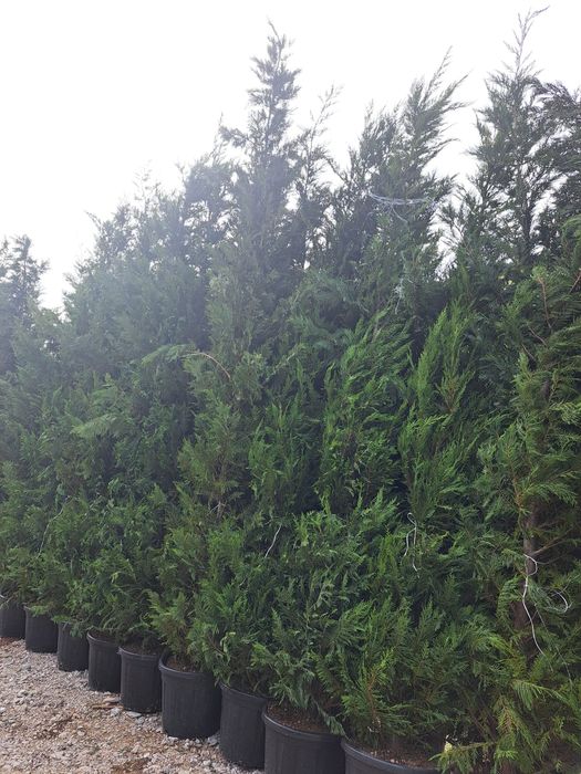 Vând plante ornamentale tuia Leylandii