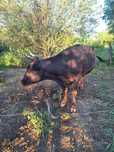 Vaca de vanzare!
