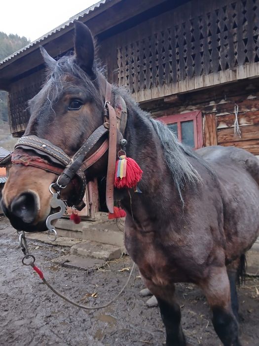 Iapă de vânzare‼️