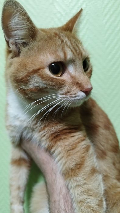 Отдам в добрые руки