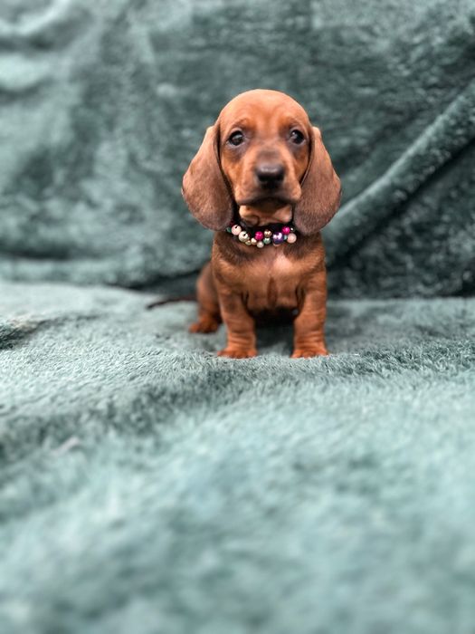 Femela teckel cu Pedigree FCI