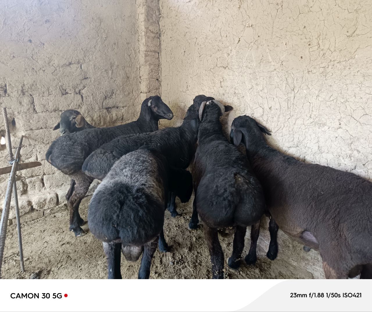 Qoʻy zodli sog'lom