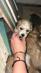 Adopta si tu un ingeras