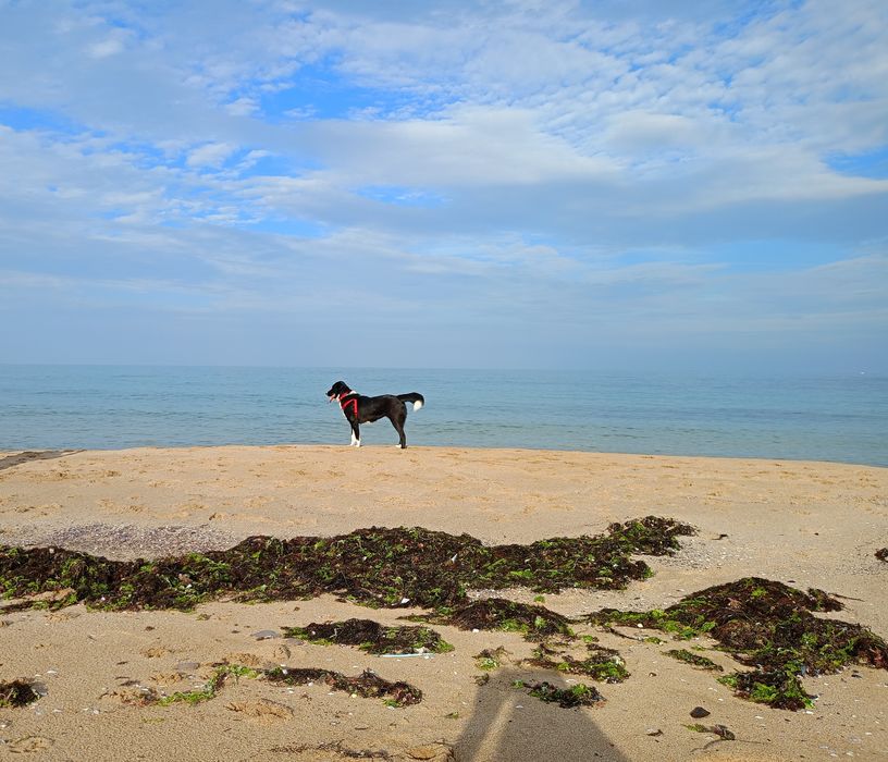 Женско кученце за осиновяване