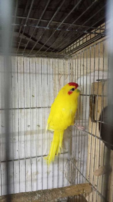 Какарик Самец 3 года