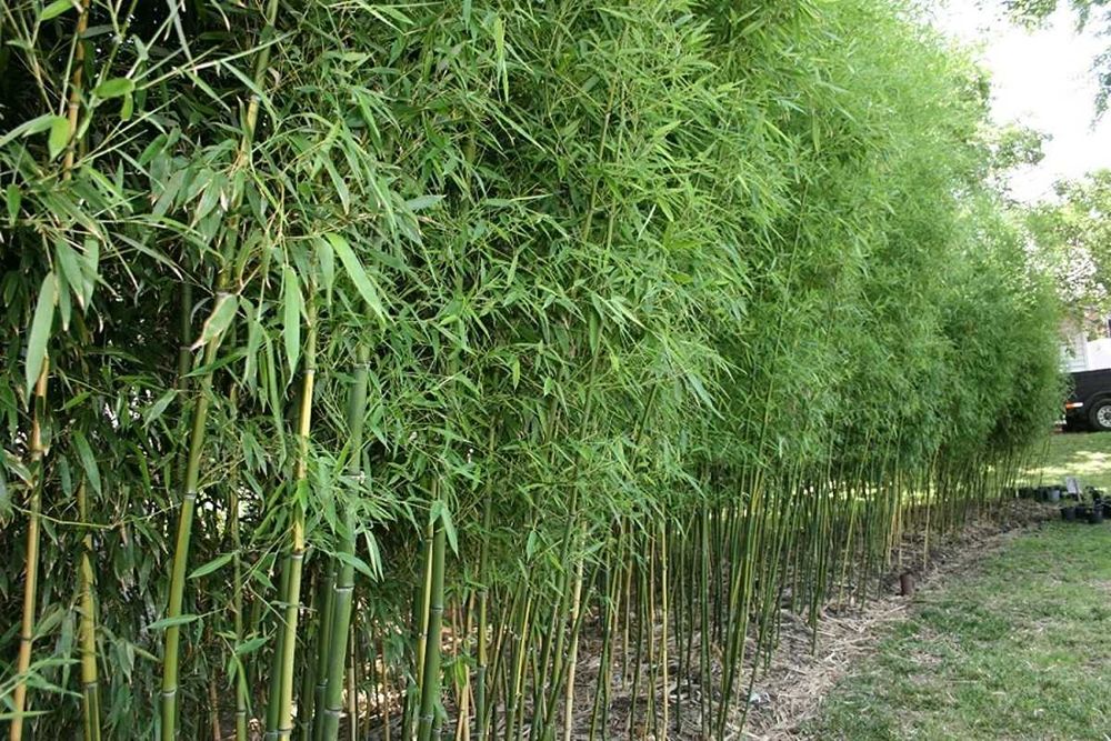 Bambus de gradina (Phyllostachys,Fargesia) rezistent la frig, gard viu