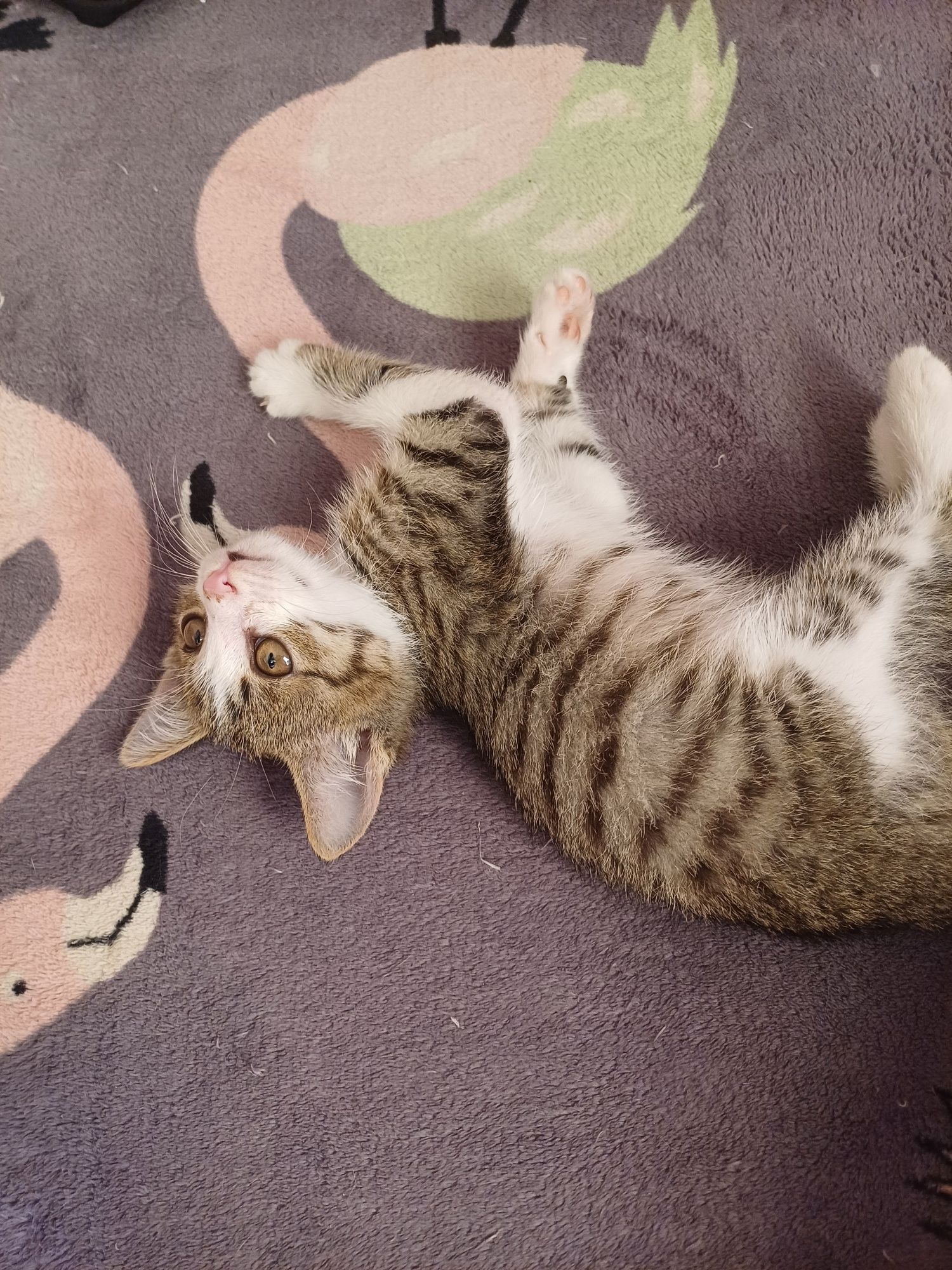 Котёнок бесплатно