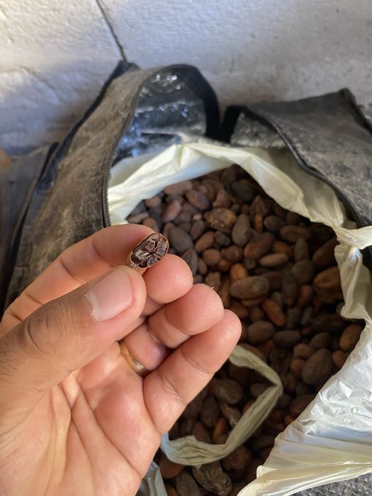 Boabe de cacao din nigeria