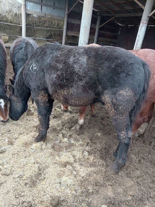 Продам лошадей с откорма