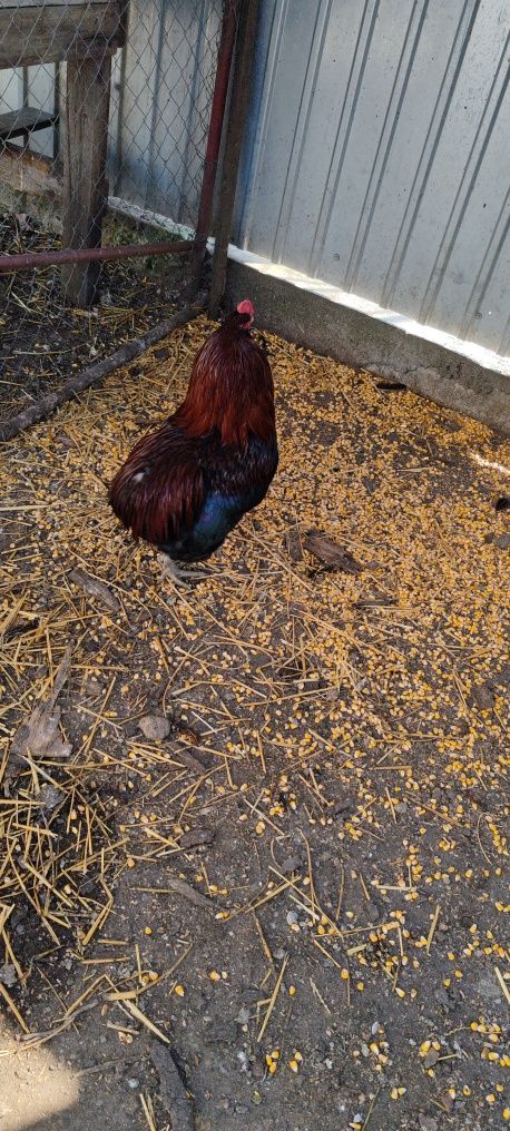 Vând oua proaspete de găini de rasa Araucana pentru  incubat
