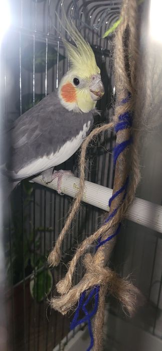 Корэлла птицца сатлады