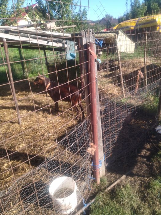 Țap rasă mursiano ganadina proveniență Spania