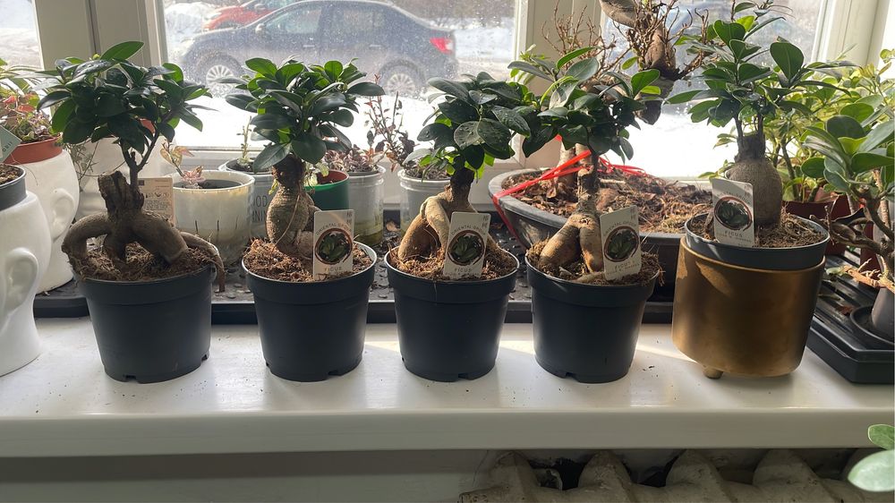 Бонсай для вашего дома