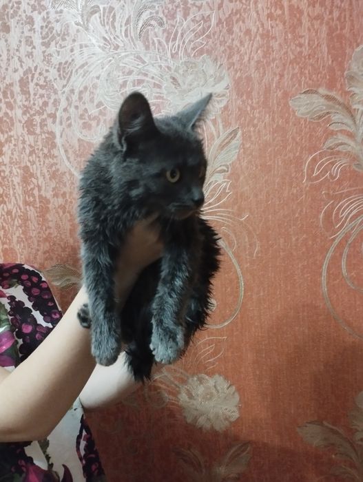 Красивый и милый котик