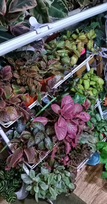 Продам эписции, гинуру вариегатную