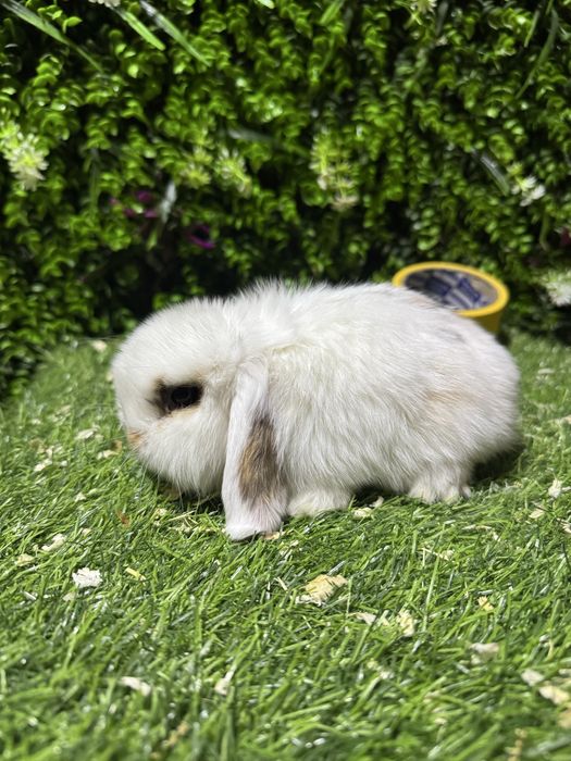 мини кролики декоративные