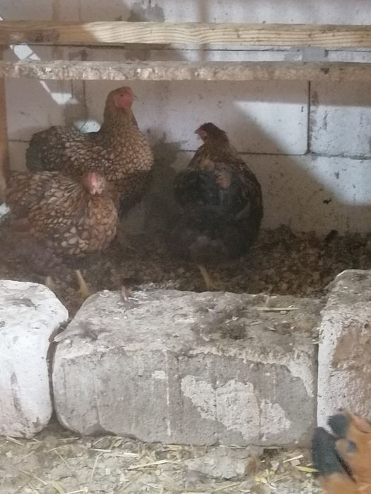 Găini wyandotte GSG