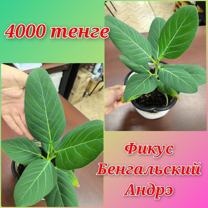 Глоксиния семенами и другие растения