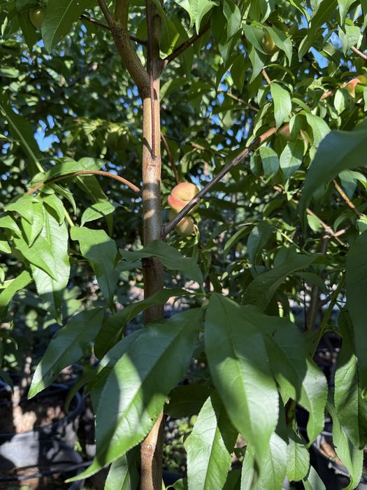 Pomi fructiferi la ghiveci!