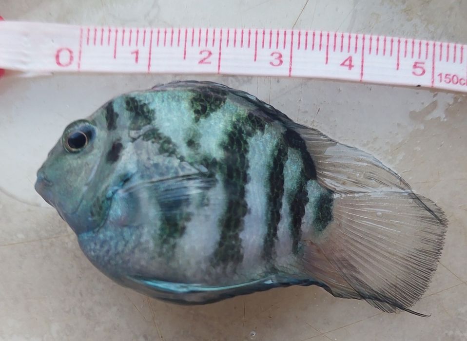 Сапфировый попугай