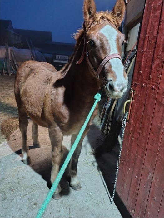 Vând mânz de 5 luni