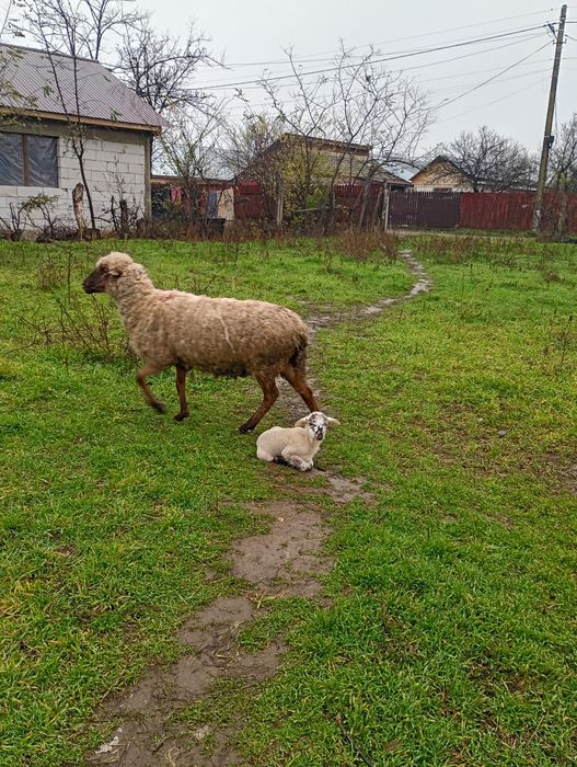 3 oi de vânzare cu miei langa ele