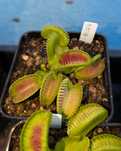 Dionaea Muscipula "Alien" - Planta carnivora | Capcana lui Venus