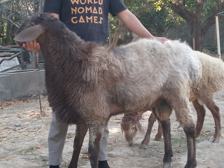 Кочкор эдилбай Тоха киргиз зотли бойи90+. Еб ичиши яхши еши 1.5