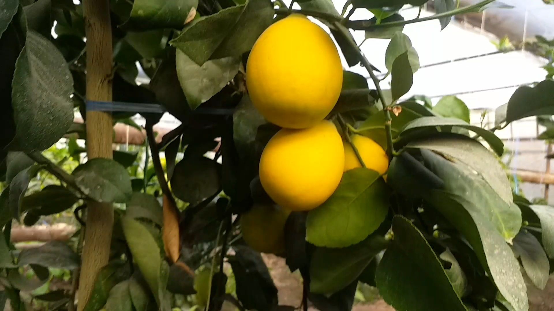 3-4 йиллик Лимон кучатлари сотилади ва лимон етиштириш ургатилади.