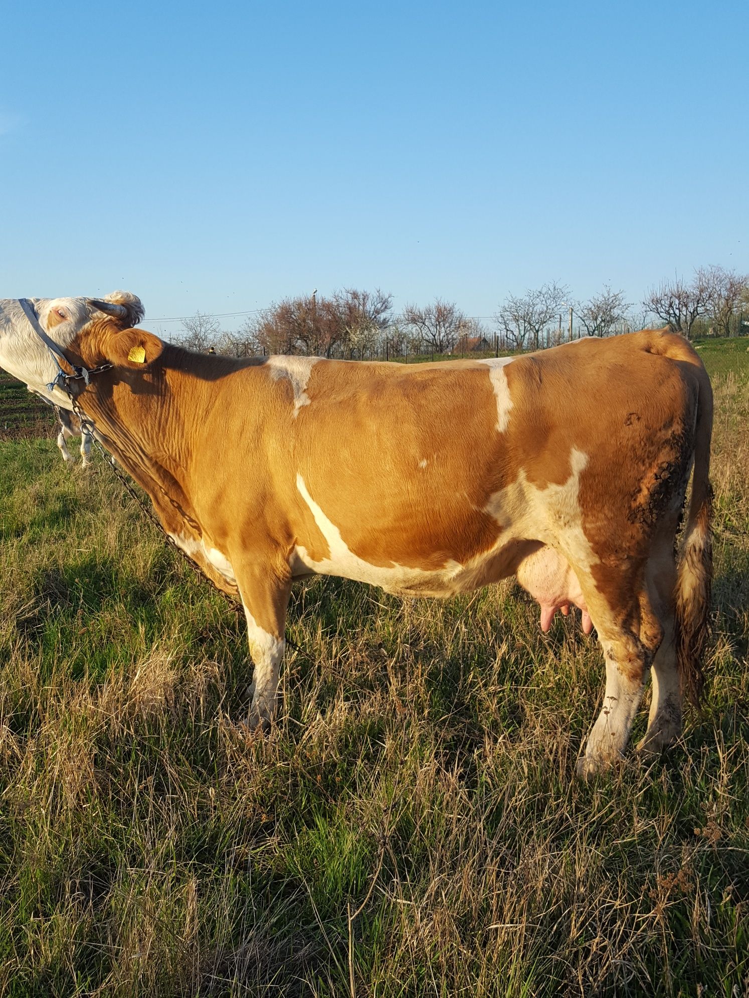 Vand vaca balțata buna de lapte de 7 ani cu vițea