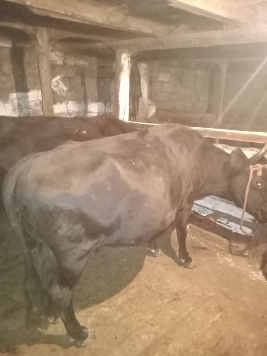 Продается карова