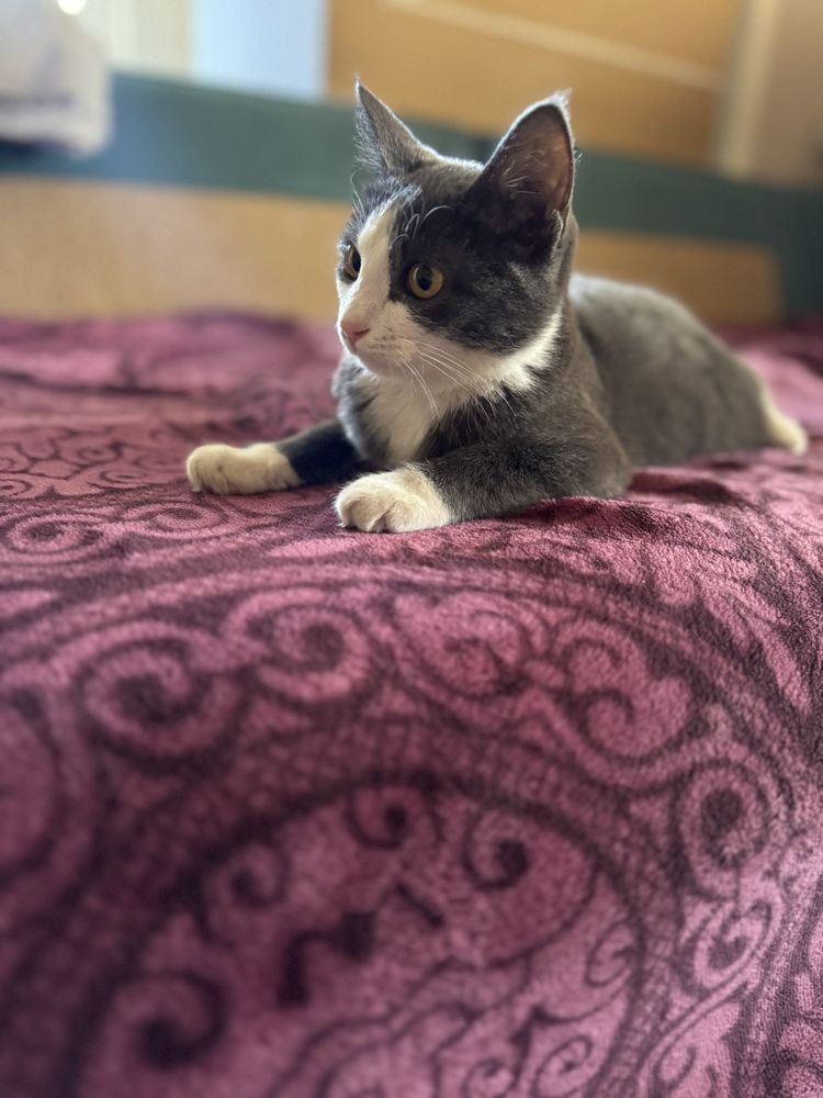 Котенок 4 месяцев