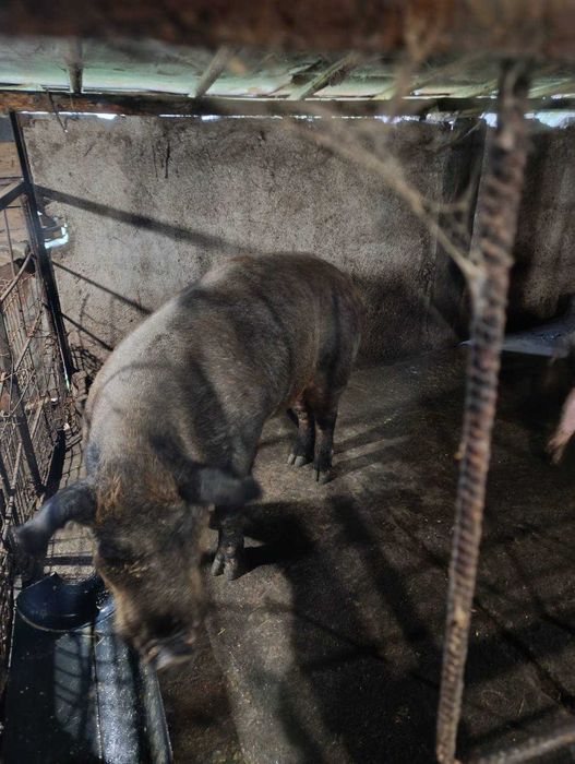 Продавам мъжко прасе