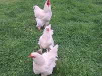Brahma albe 1 Cocoș și 5 gãini