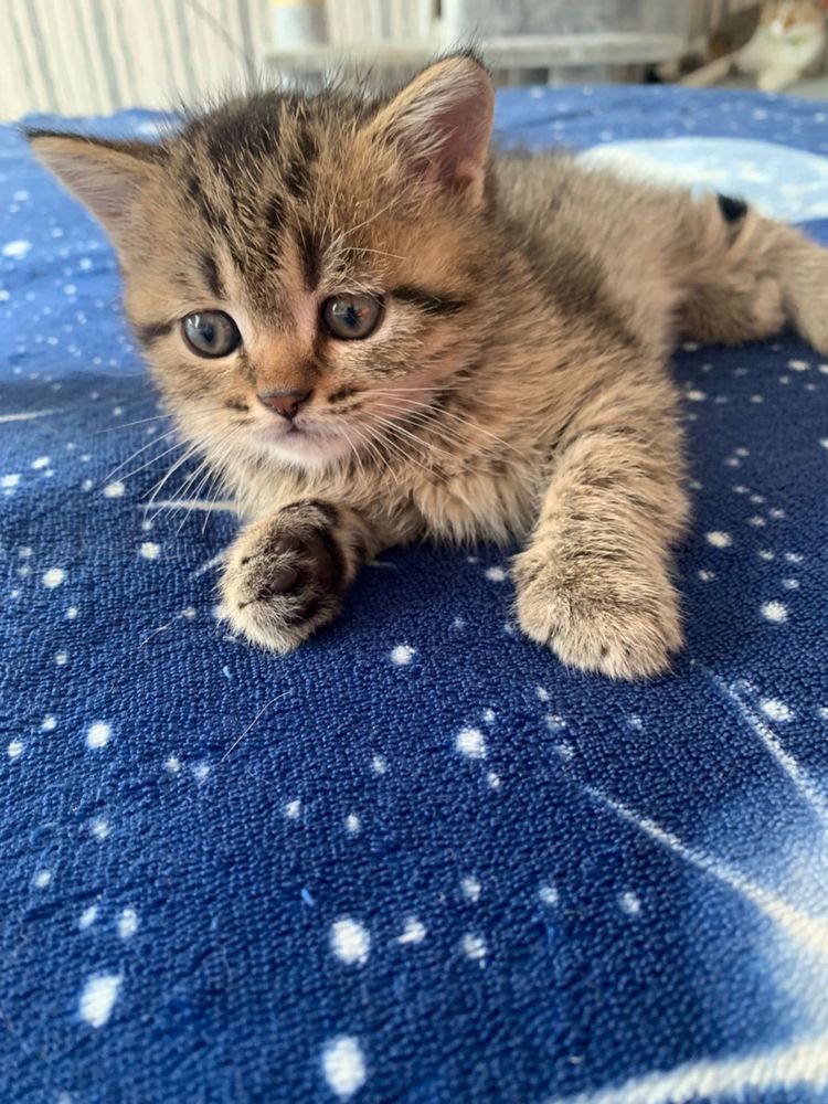 American shorthair puiut