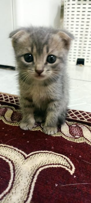 Шотландская вислоухая кошка