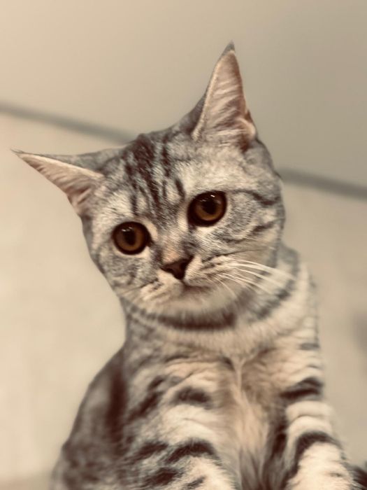 Продам котёнка 15 тыс